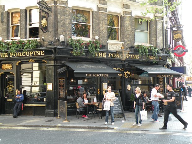  The Porcupine